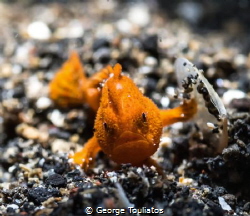 Tiny Frogfish!!! by George Touliatos 